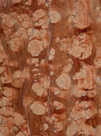 Rosso Asiago