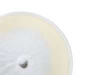 Plain Acoustic Panels - Image 8