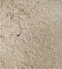 Flamed Texture - Grolla Beige