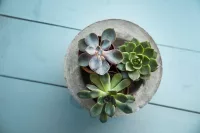 Grey Concrete Effect Varnish - Image 3