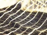 Dream 71 Brass Textile - Image 2