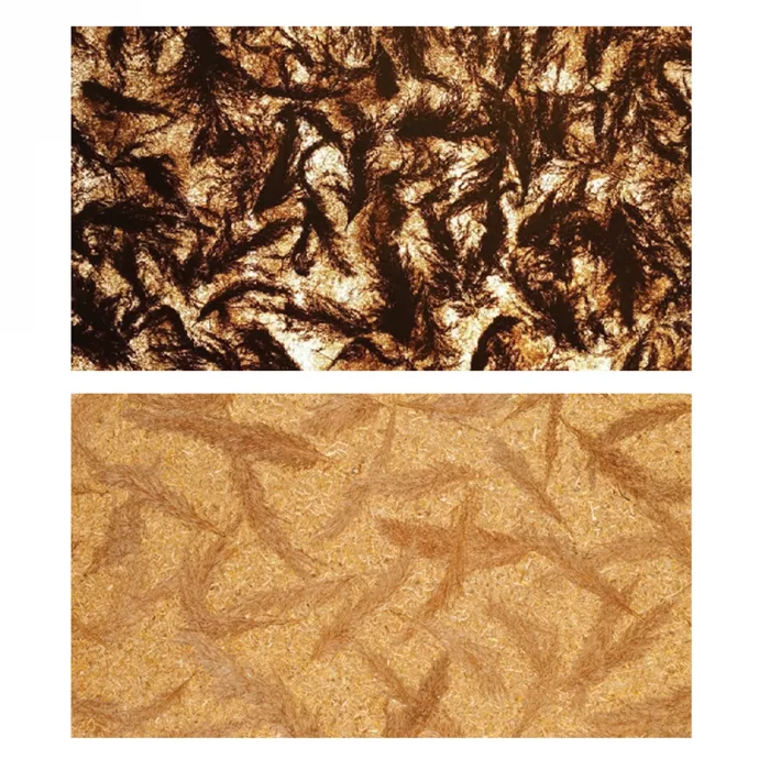 Phragmit - Reed Cast - Image 2