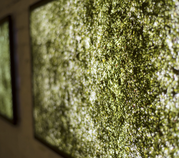 Poa - Flori Glass - Image 2