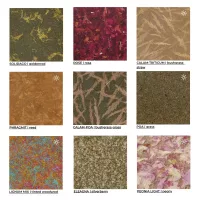 Calam - Triticum Cast - Image 2