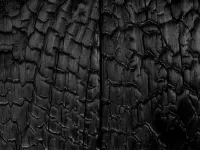 Burned Wood Douglas - Image 4