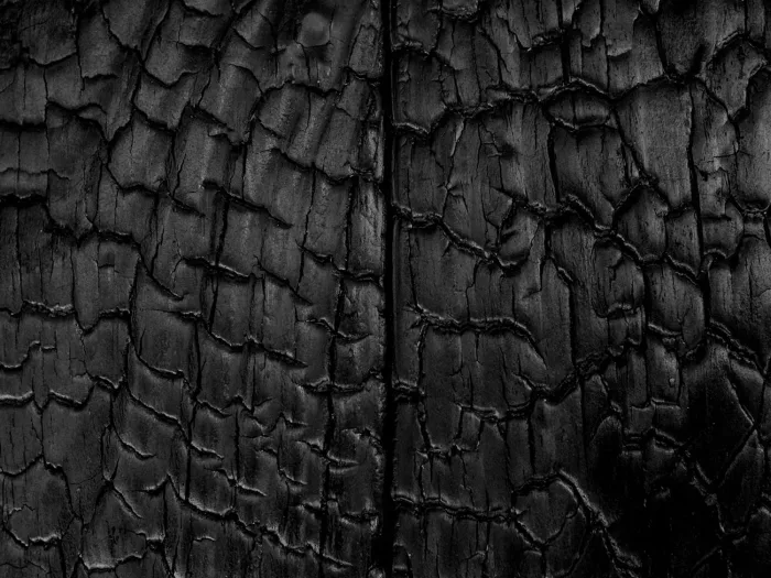 Burned Wood Douglas - Image 4