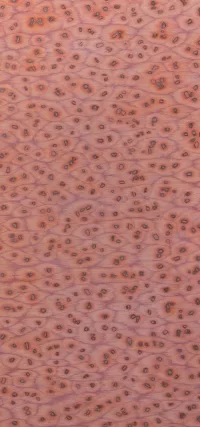 Salmon 07_47 - Image 2