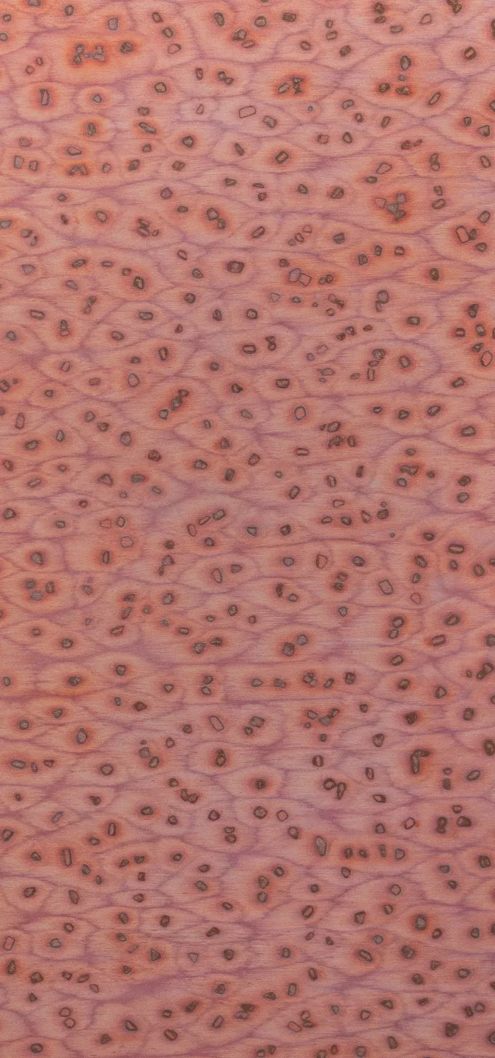 Salmon 07_47 - Image 2