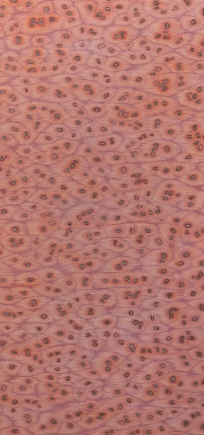 Salmon 07_47 - Image 2