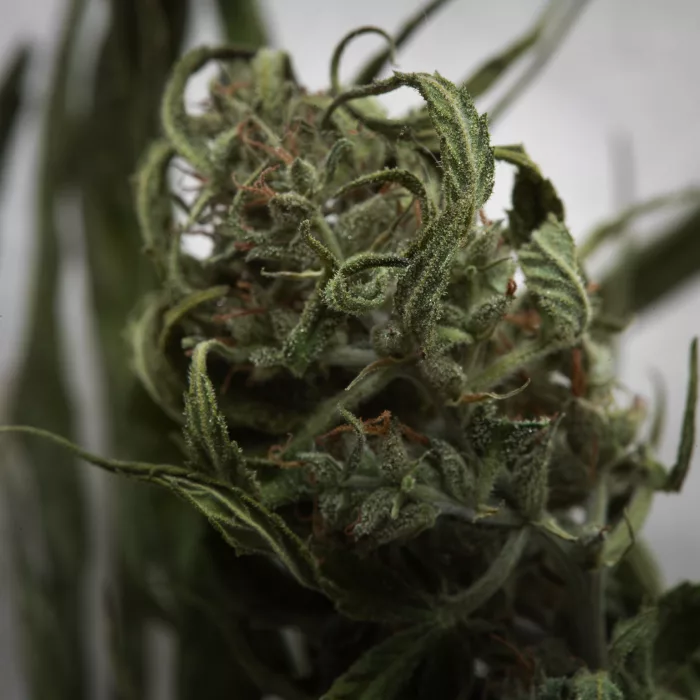 Food Waste Pendant Small - Image 8