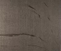 Fossil Wood Medullary - Image 2