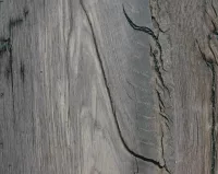 Fossil Wood Medullary - Image 3