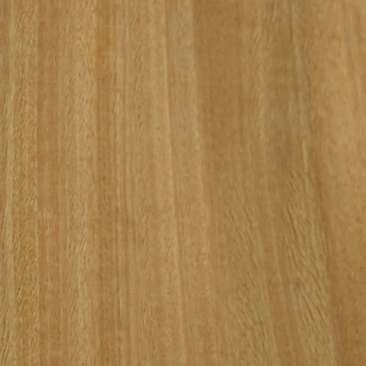 MA_RARE_WOOD_CEYLON_SATINWOOD_01 Ceylon Satinwood - Image 1